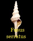 Fusus serratus, Deshayes 1824